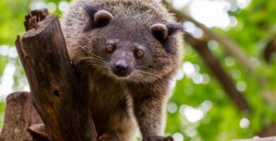 Binturong Ominaisuudet elinymparisto ruokinta ja lisaantyminen