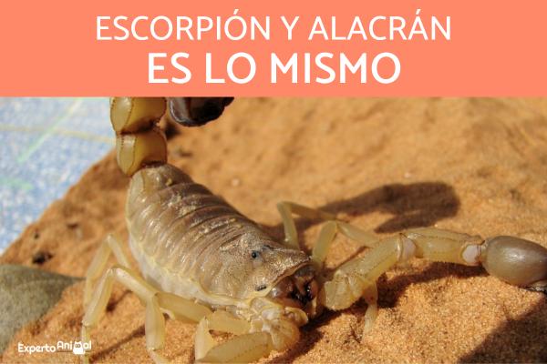 Erot skorpionin ja skorpionin valilla