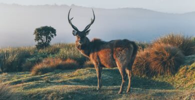 Hirvielainten tyypit ominaisuudet ja elinymparisto