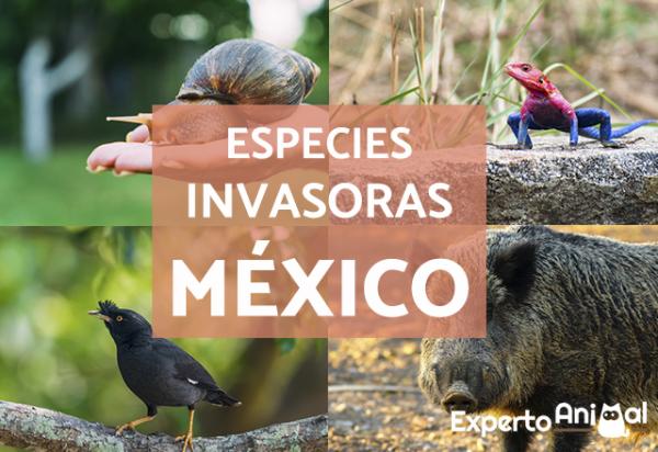 Invasiiviset lajit Meksikossa esimerkkeja