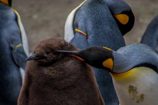 Keisaripingviinin inkubaatio ja ymparisto