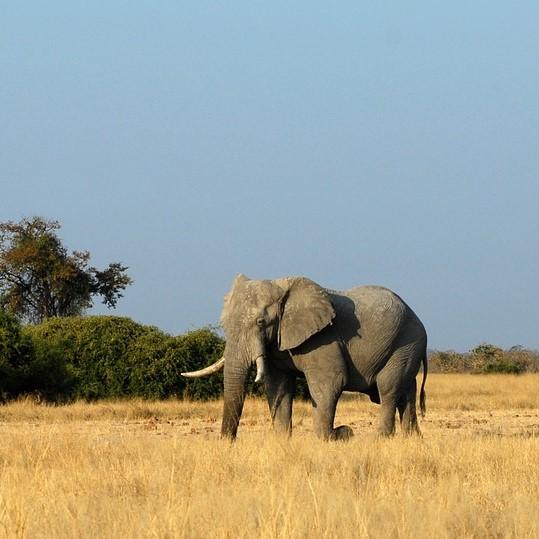 Kuinka monta vuotta elefantti elaa