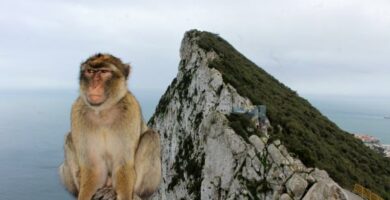 Miksi Gibraltarin kalliolla on apinoita