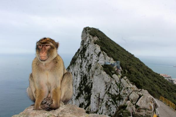 Miksi Gibraltarin kalliolla on apinoita