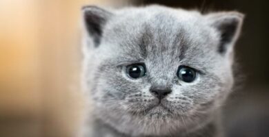 Miksi kissat itkevat