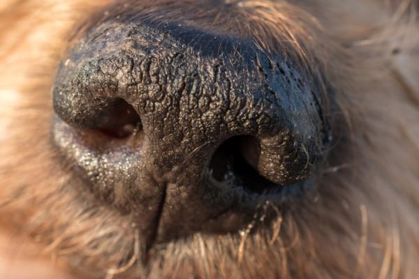 Miksi koirallani on kuiva nena
