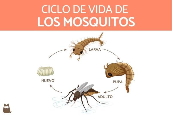 Miten hyttyset lisaantyvat ja kuoriutuvat