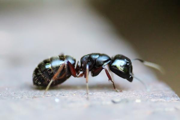 Miten muurahaiset lisaantyvat