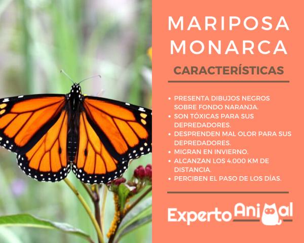 Monarkkiperhosen ominaisuudet