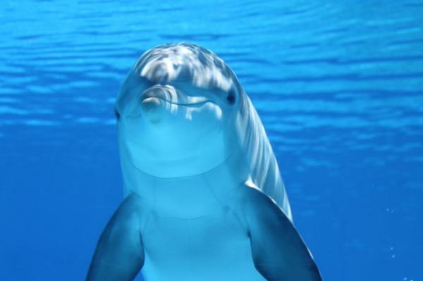 Onko delfiini nisakas vai kala